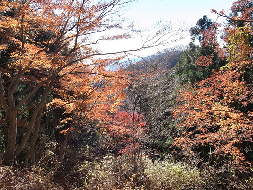 20131201_伊豆ヶ岳