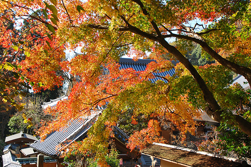 20101205_北鎌倉の紅葉