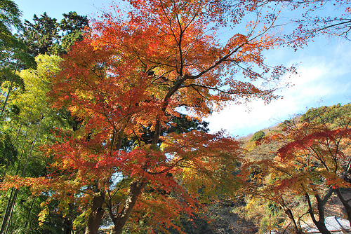20101205_北鎌倉の紅葉