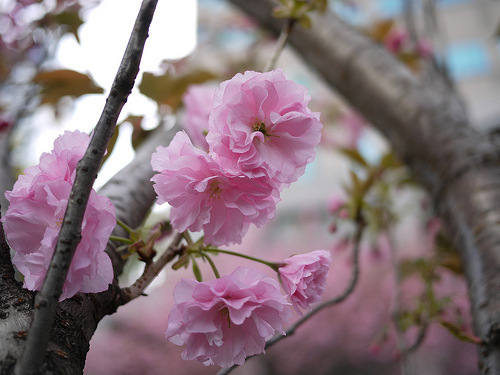 赤坂の春