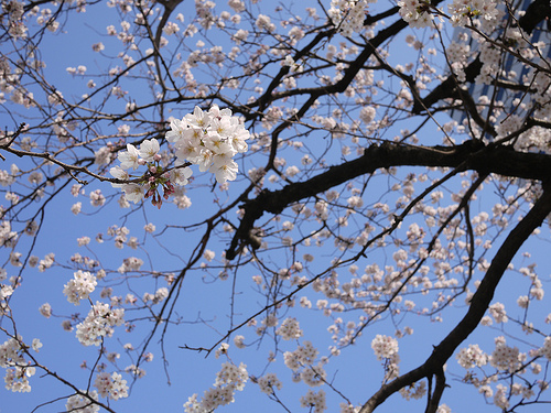 20120408_東京の桜